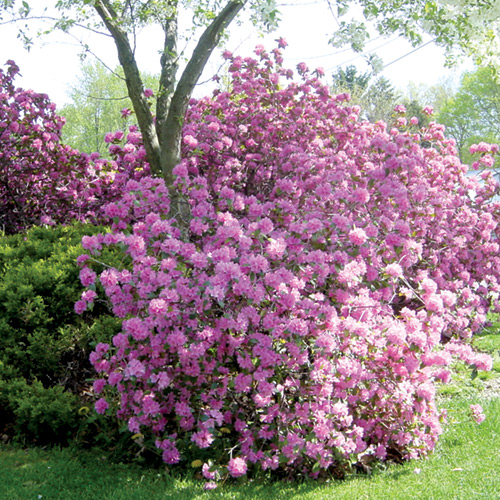 R. 'Olga Mezitt'