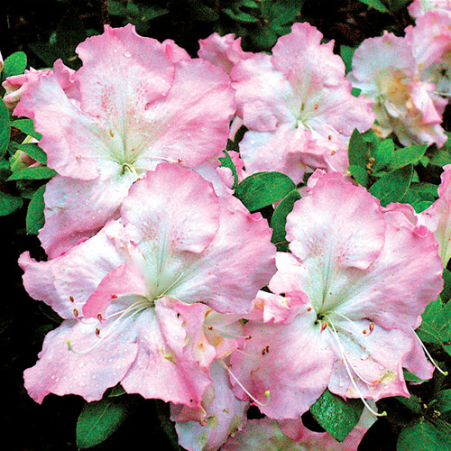 R. 'Fairfax'