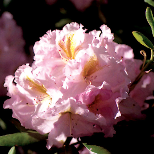 R. 'Janet Blair'