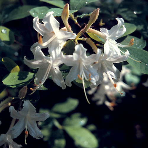 R. atlanticum