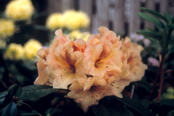 R. 'Speckled Honey'