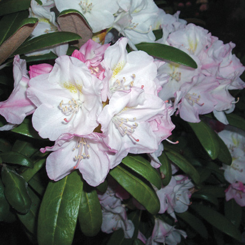 R. 'Mist Maiden'