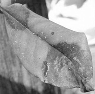 P. ramorum disease
