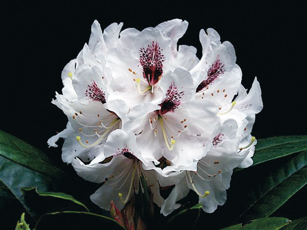 R. 'North Wind'