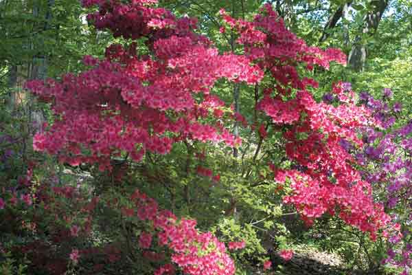 Figure 6: Rhododendron 'Red Hussar' has flowers 
  with a unique, two-toned coloration.