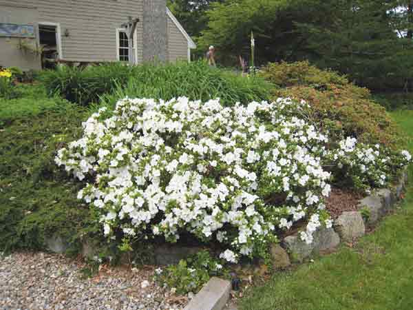 R. 'Gumpo's White'