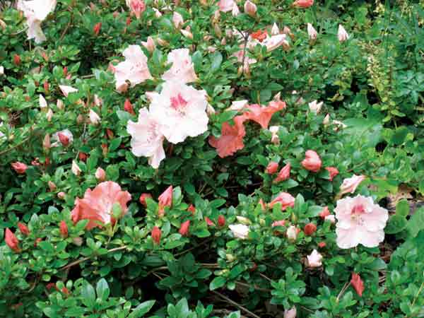 R. 'Hilda Niblett'