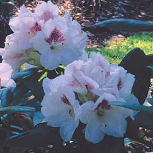 R. 'Michelle Smith'