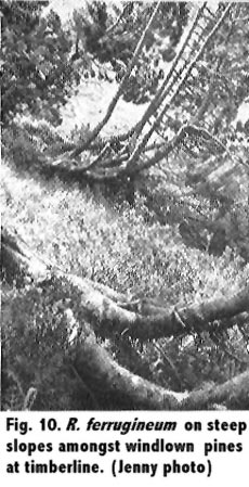R. ferrugineum