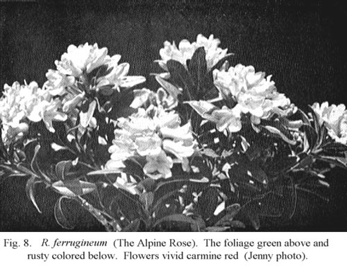 R. ferrugineum