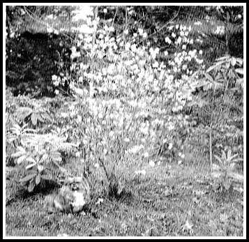 R. mucronulatum